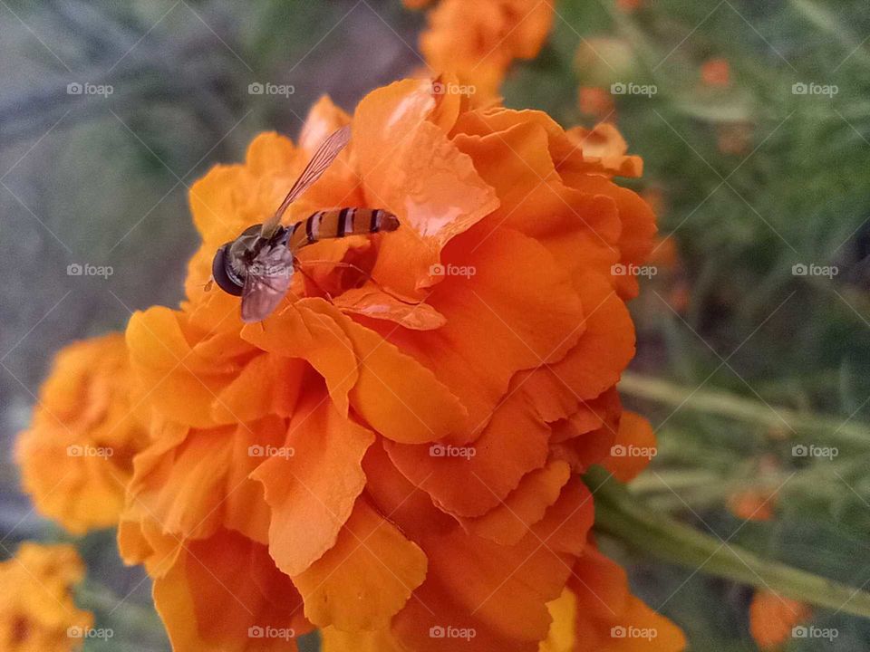 picture of marigold flower, yellow and mixed red colour, insect is sucking nectar of flower, captured at my garden