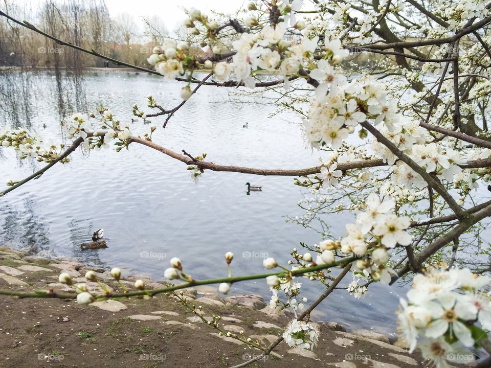 Spring flowers in Pildammsparken in Malmö Sweden.