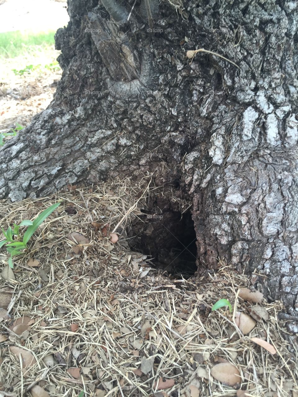 Animal den at base of tree