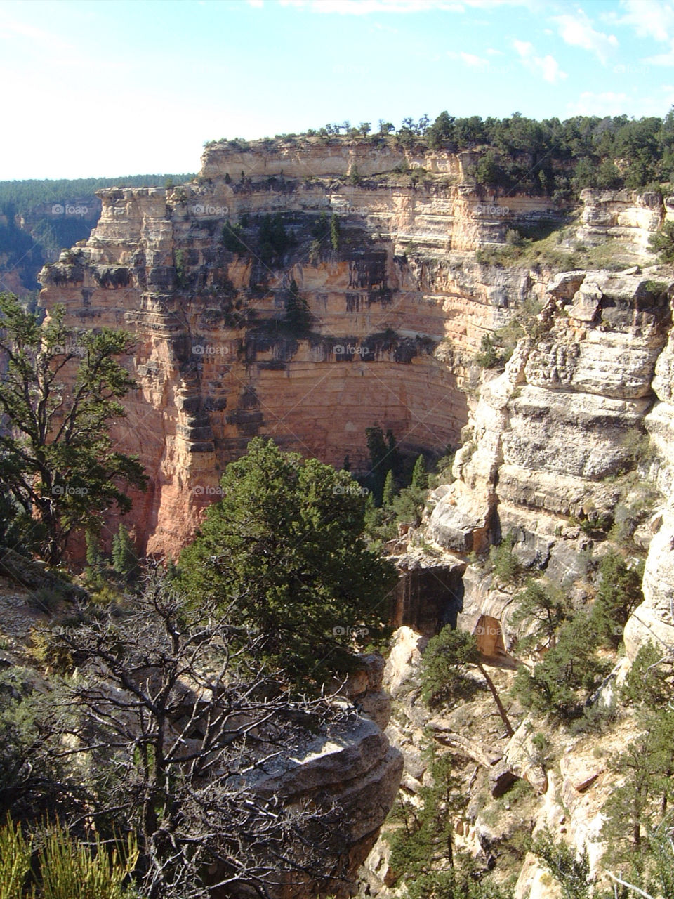 trees arizona rock cliff by markworld