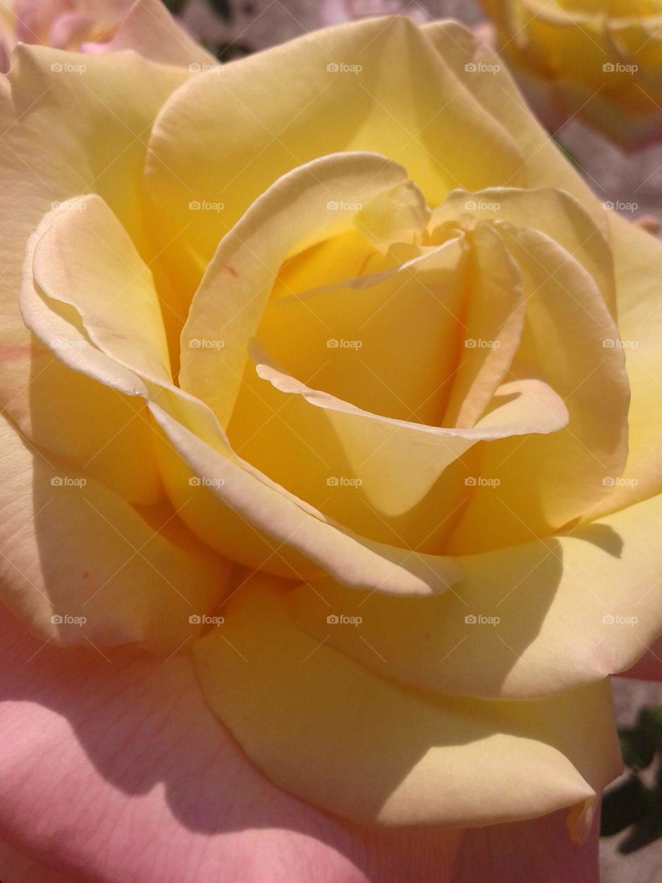 Perfect bright rose