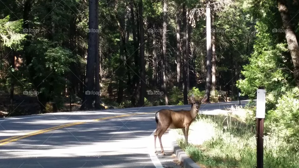 Oh deer