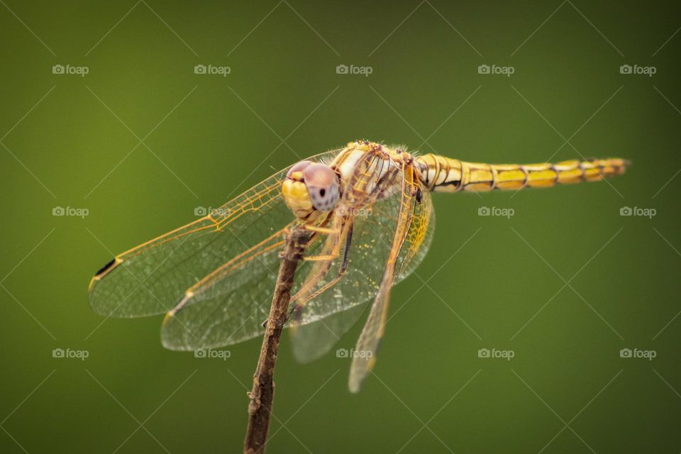 Dragonfly perched on a stick