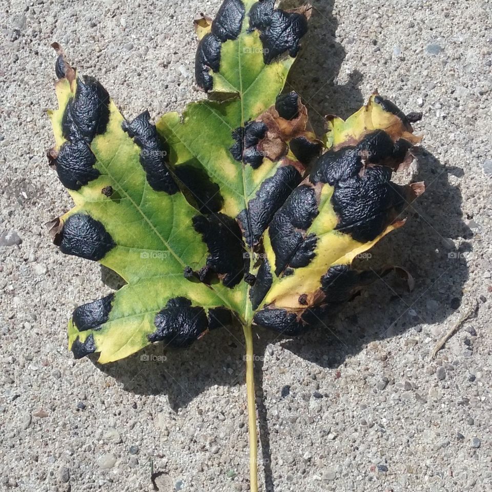 Unusual leaf :)