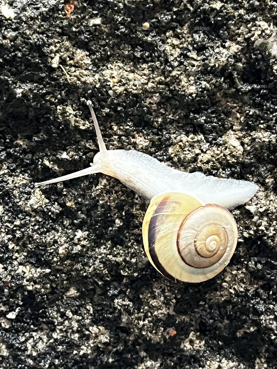 snails on the wall.