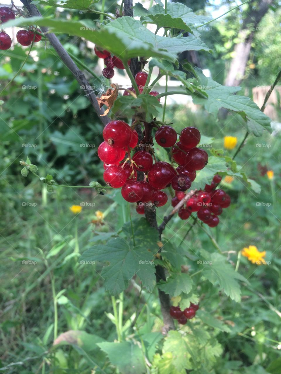 Red cranberry in my garden. 