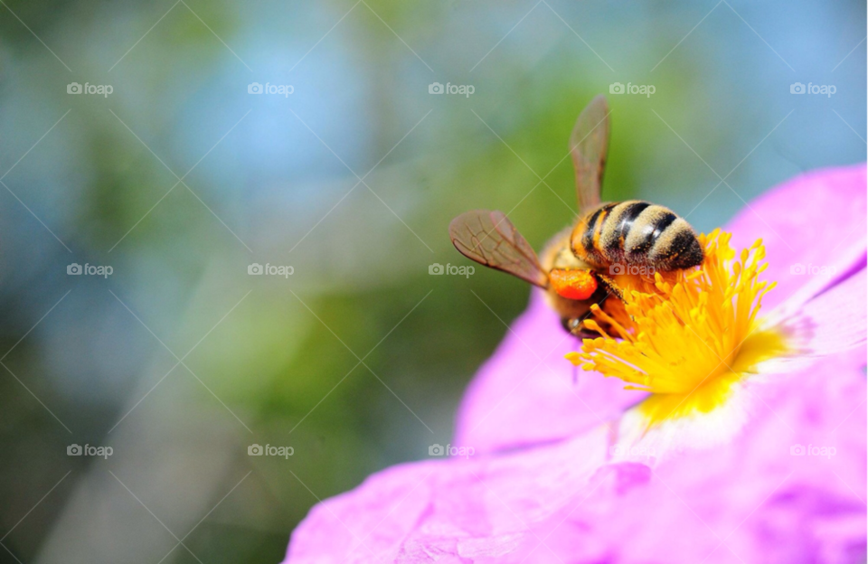 nature bee antalya flower by pitikelebek