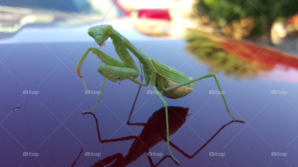 Praying Mantis