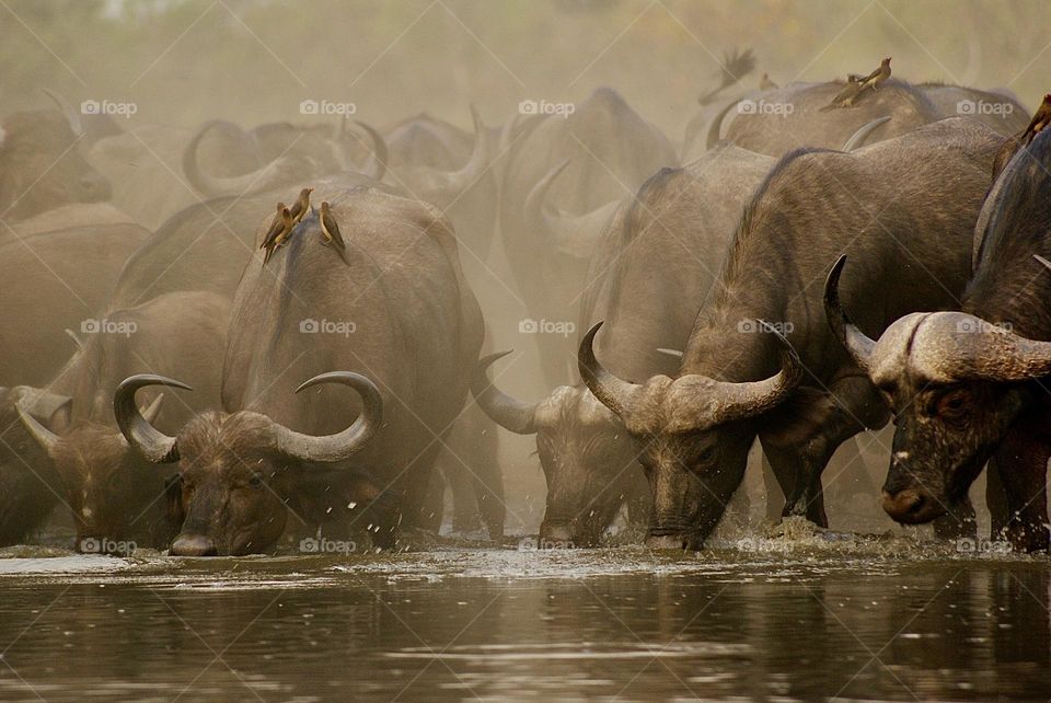A herd of buffalo drinking water from the water hole in Kavinga 