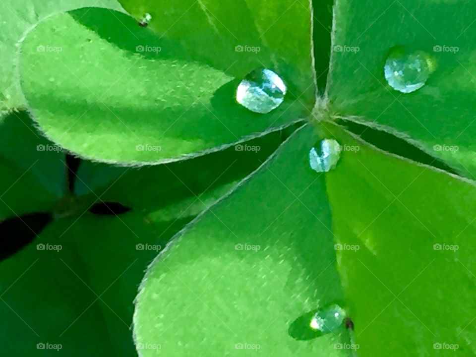 Clover drops 