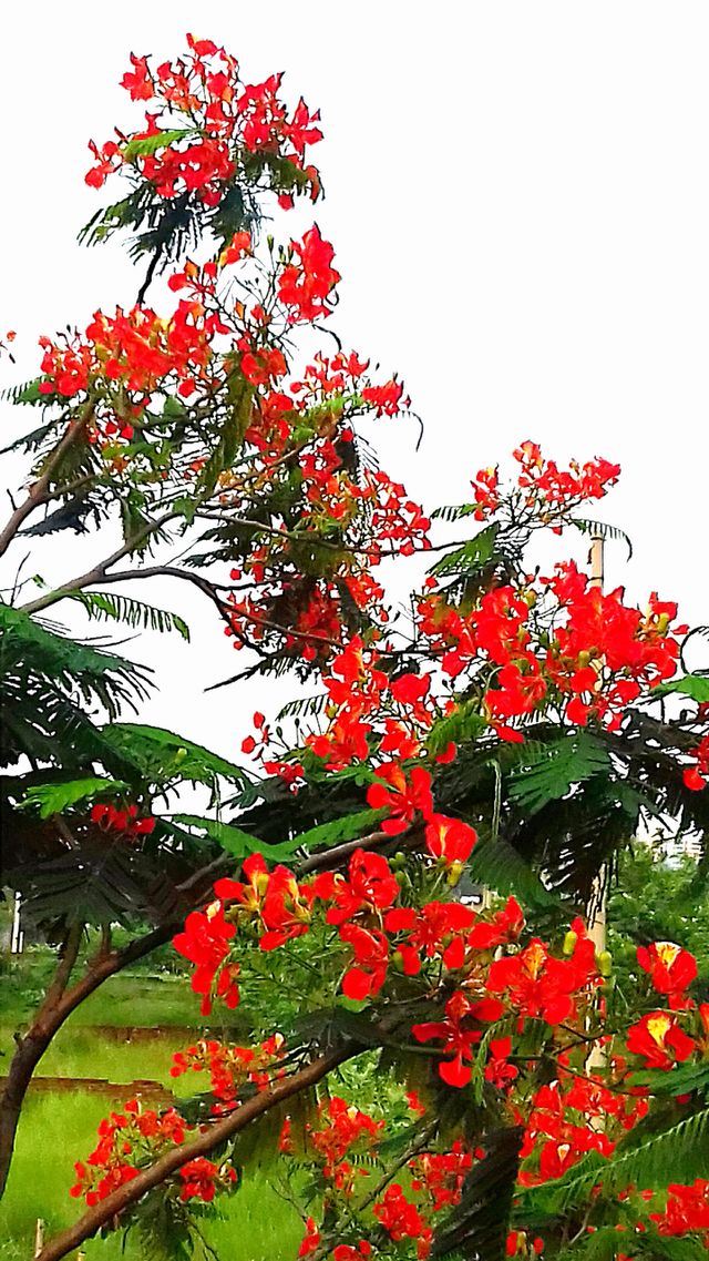 Close shot Royal poinciana flower