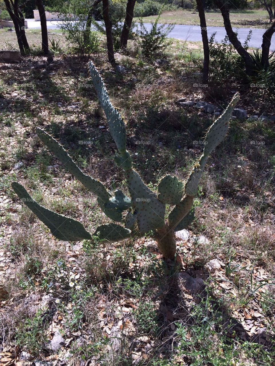 Texas cactus