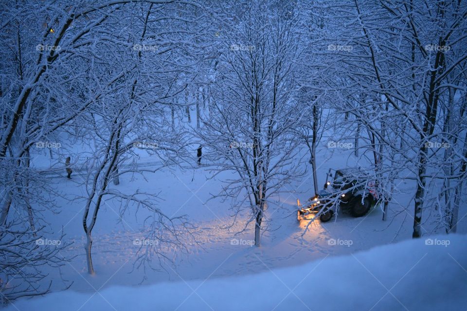 Winter, Snow, Cold, Tree, Wood