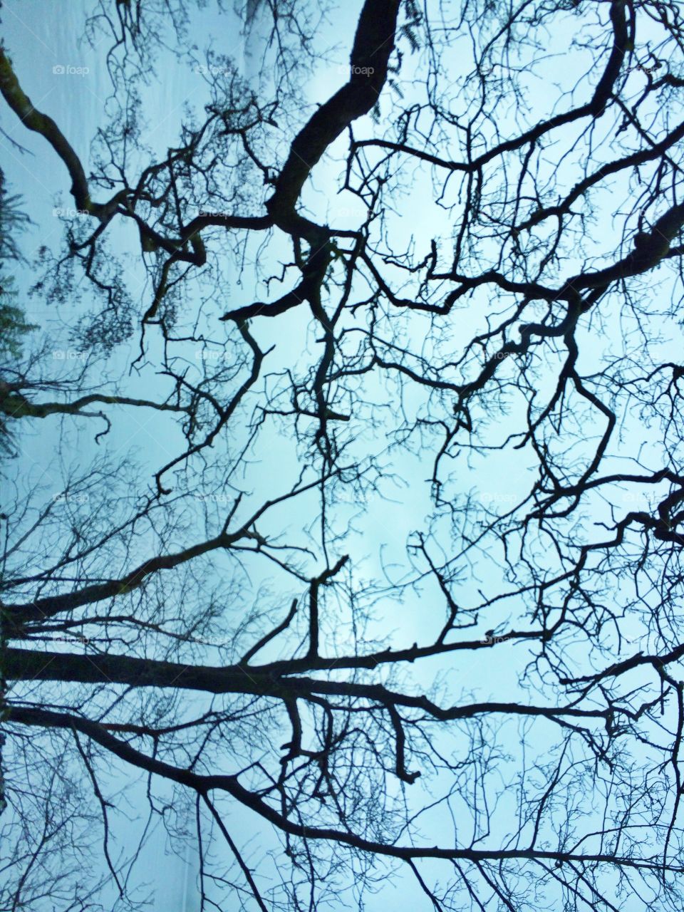 Tree branches. Tree branches in winter