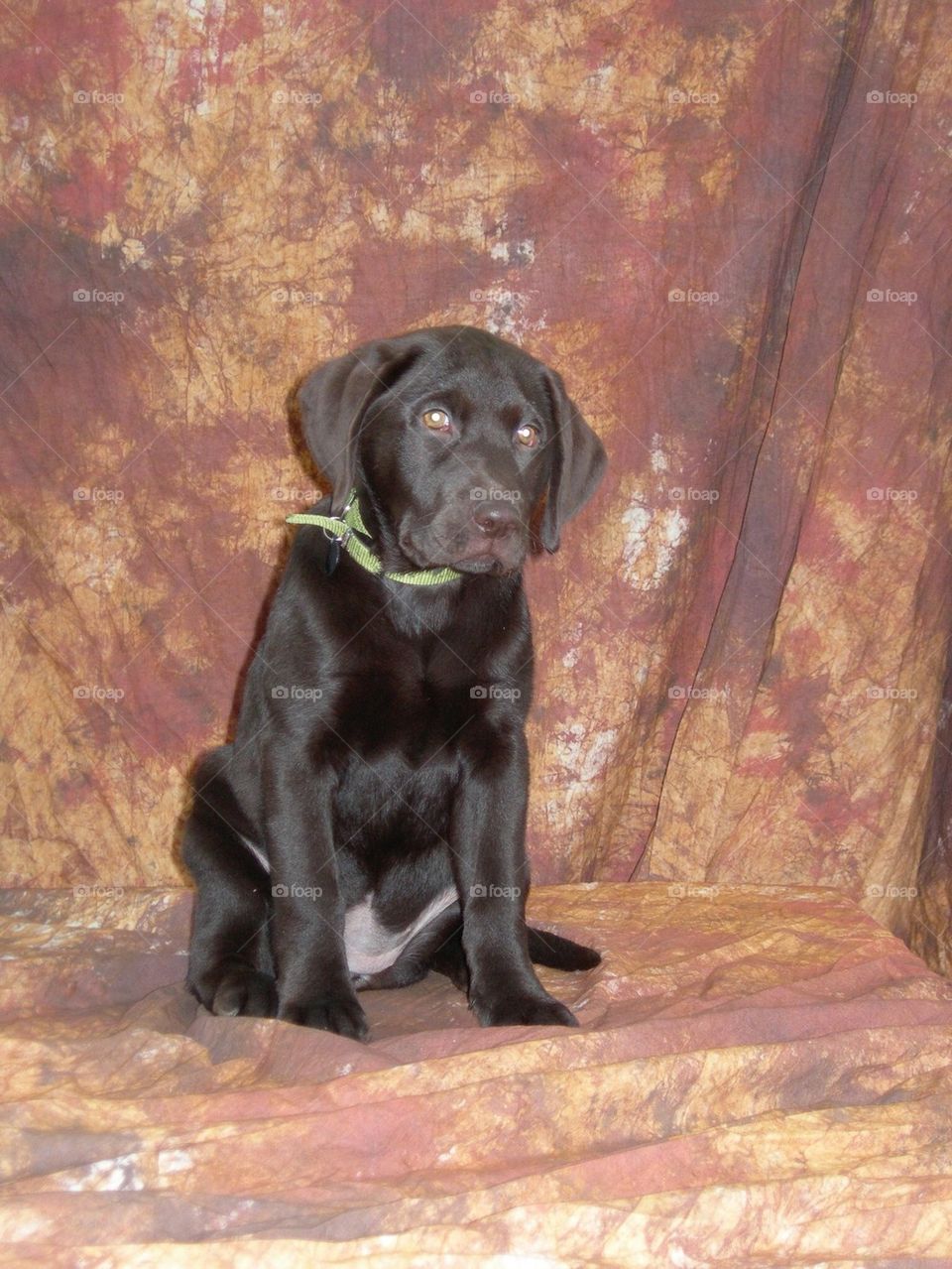 Chocolate lab puppy