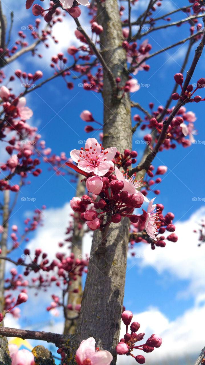 sakura blossoming. blossoming of an sakura on blue sky background
