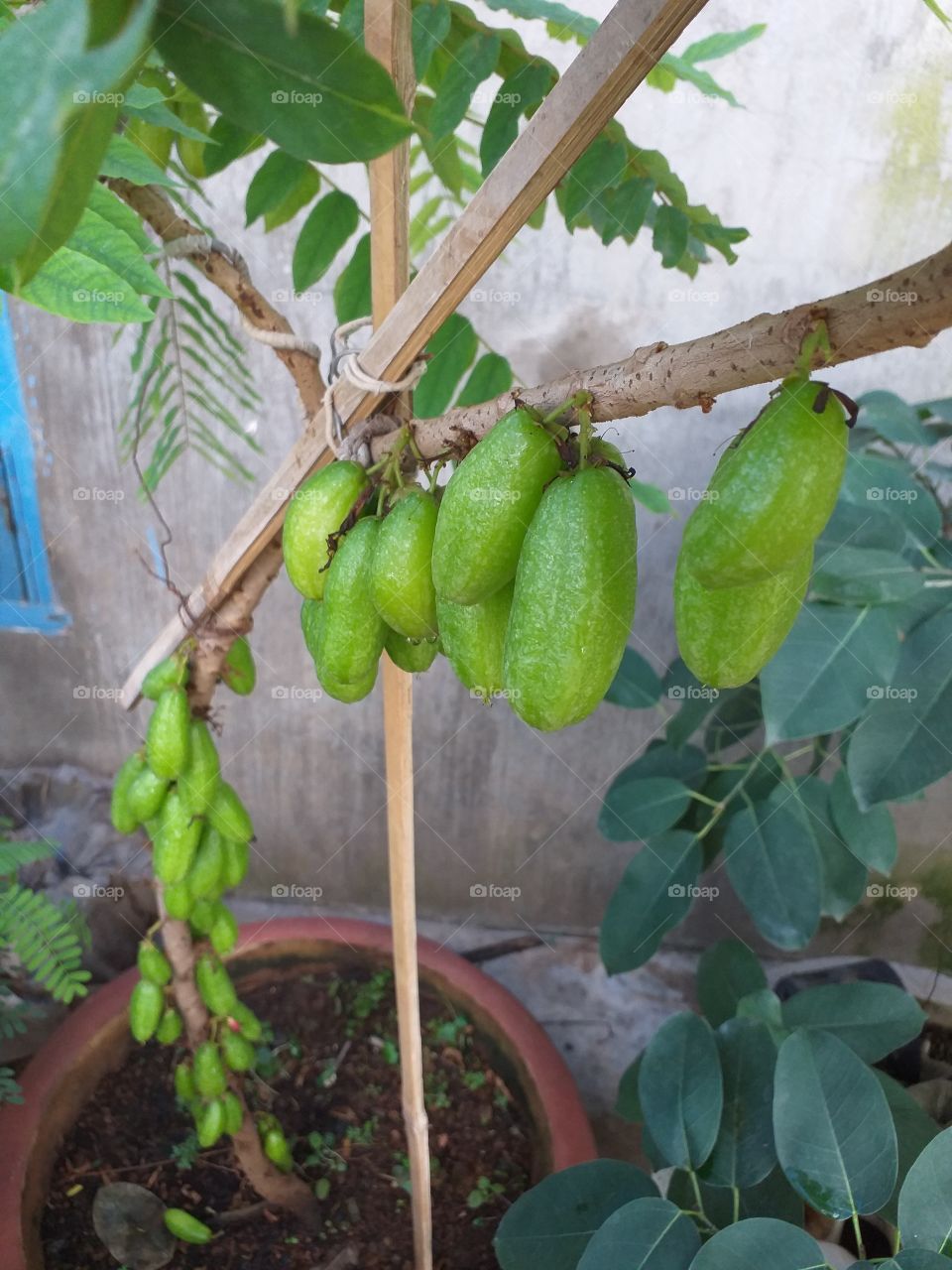 Belimbing fruits on a fresh tree.