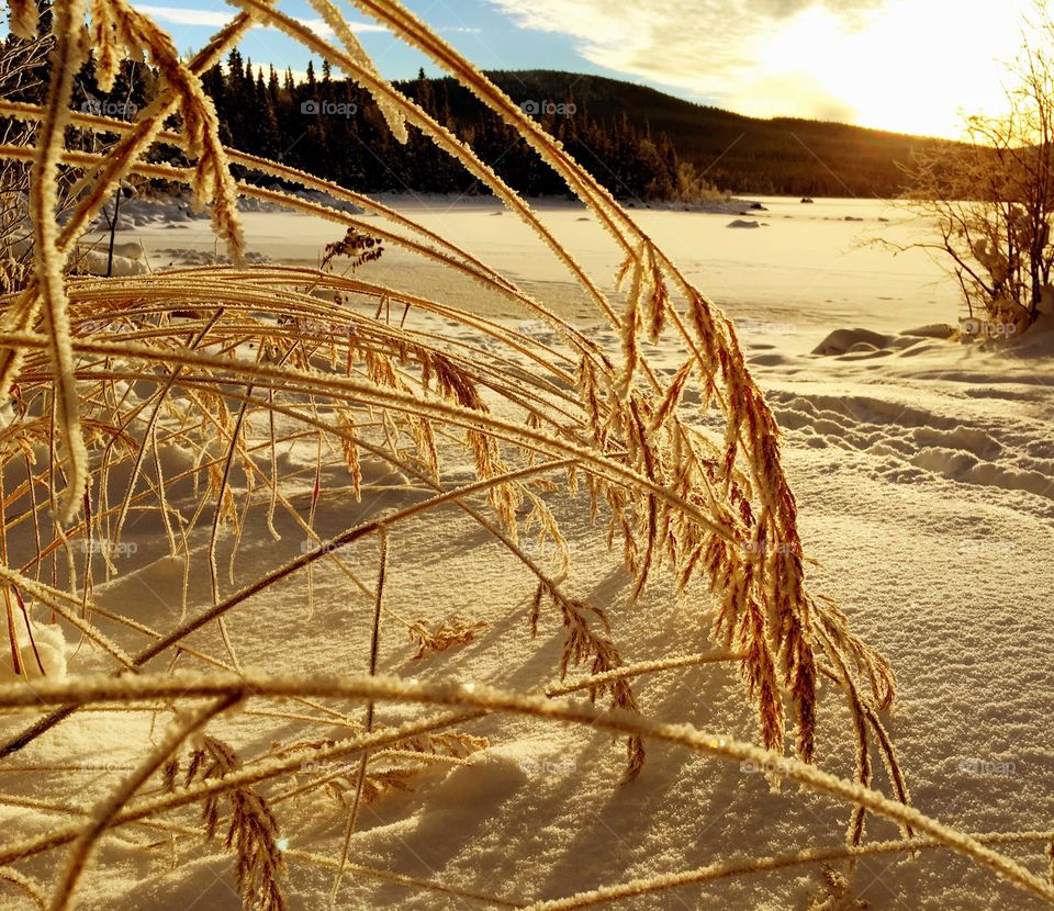 Close-up of frozen grass