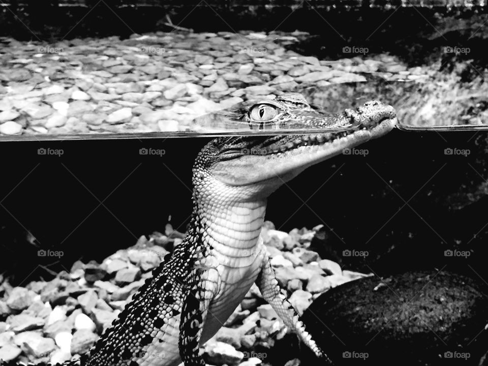 A caiman lurks under the water with only his eyes and nose poking above the water surface. He's not fooling anyone though. The tank glass and water are both clear! Black and white version.