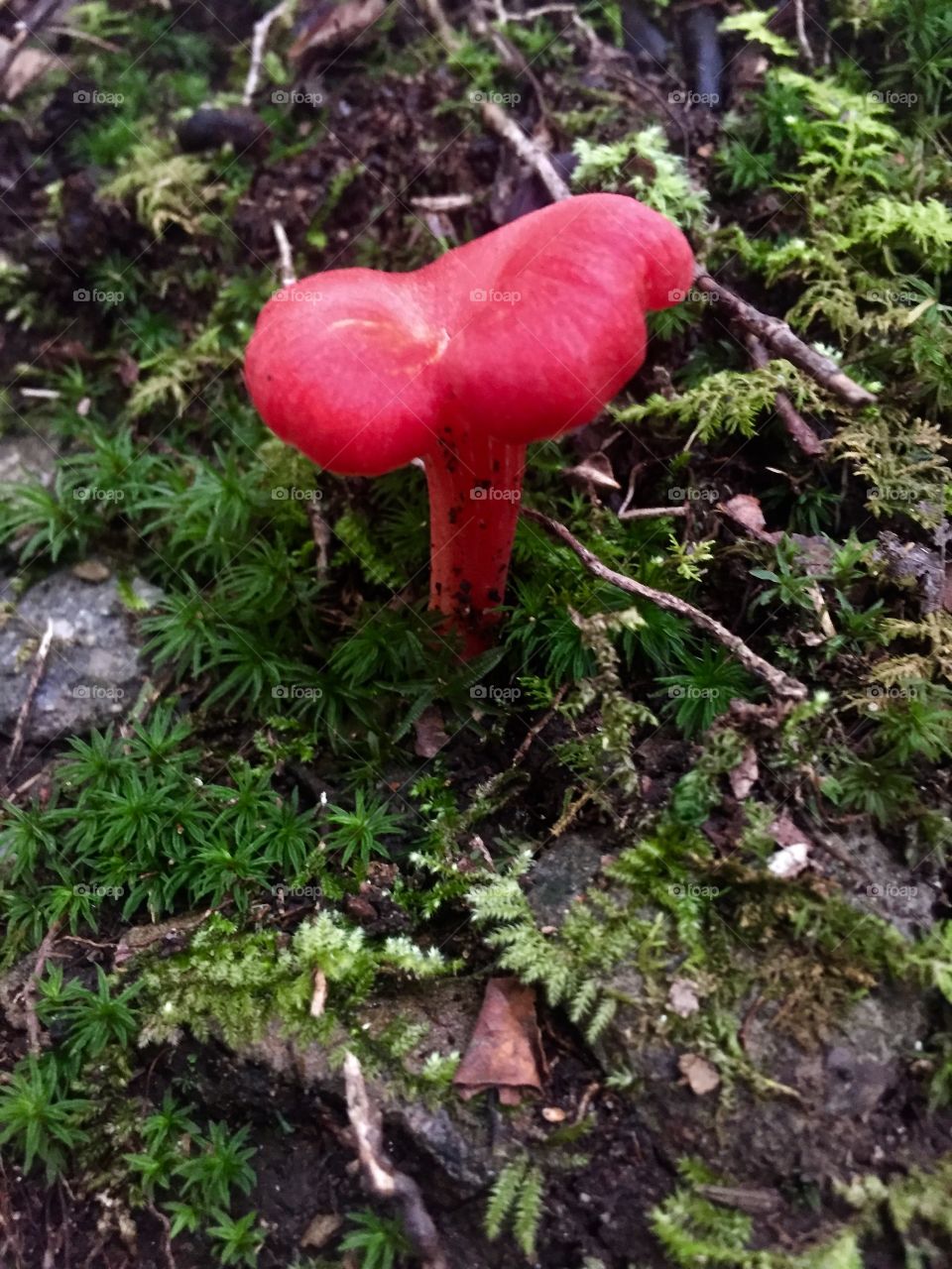 Red mushroom 