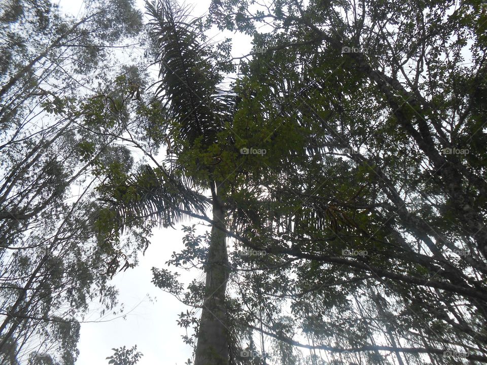 meio da floresta