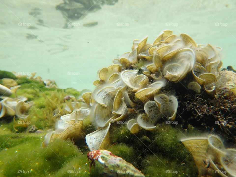 sea plants. sea living organism underwater