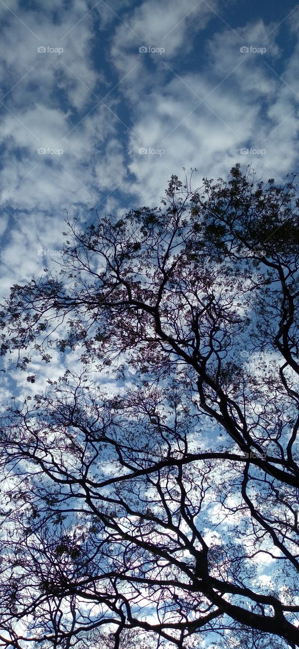 When trees and blue sky makes a perfect combination