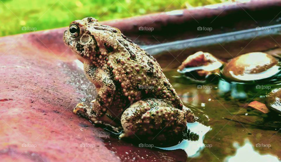 It's a toad's life.