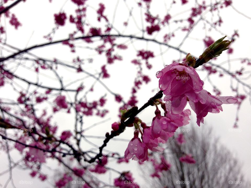 Rain blossom 