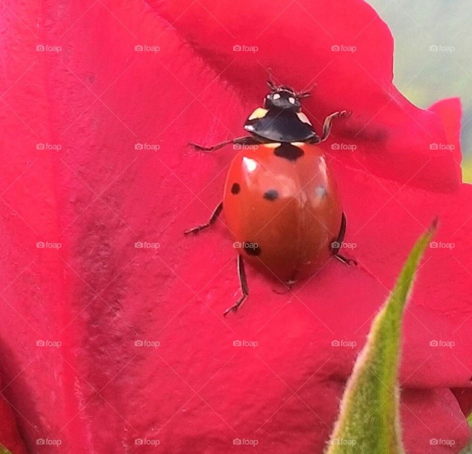 ladybug red petal roses