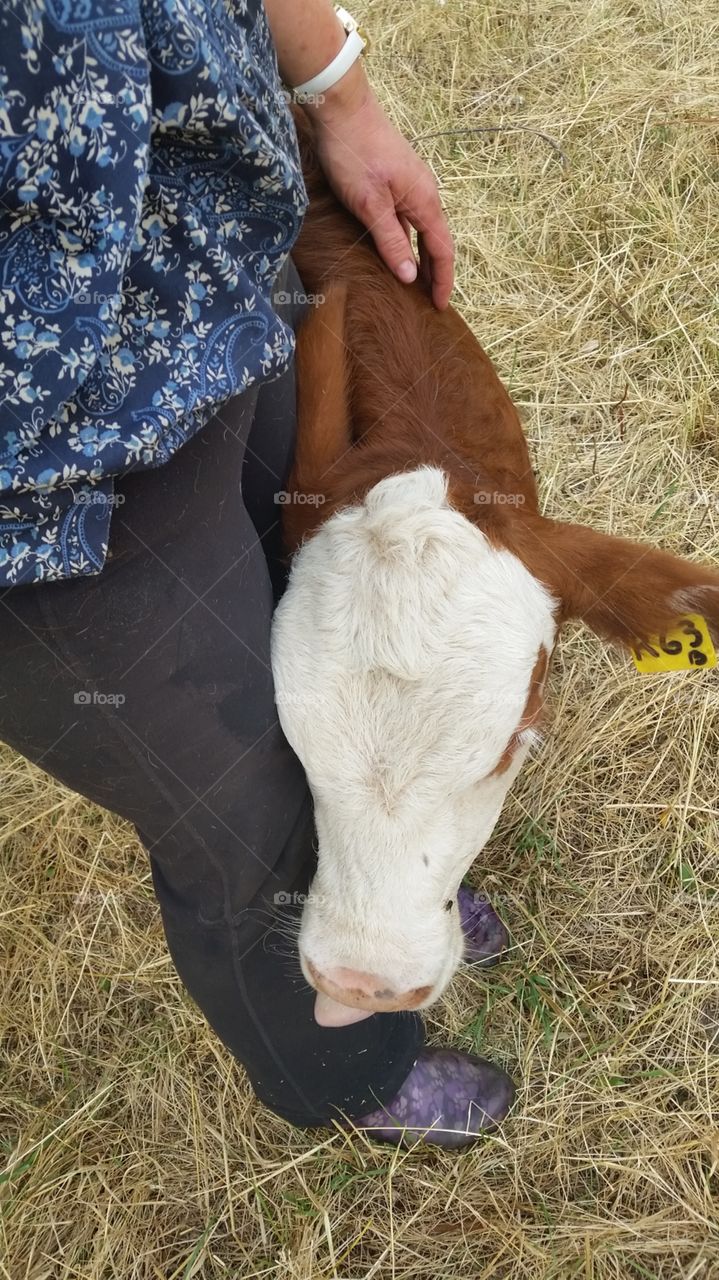 friendly calf