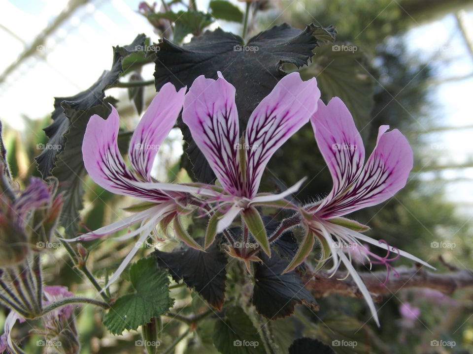 Tropical Purple Flowers