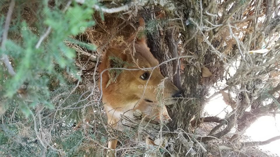 Bella Shiba Inu Sheltie mix