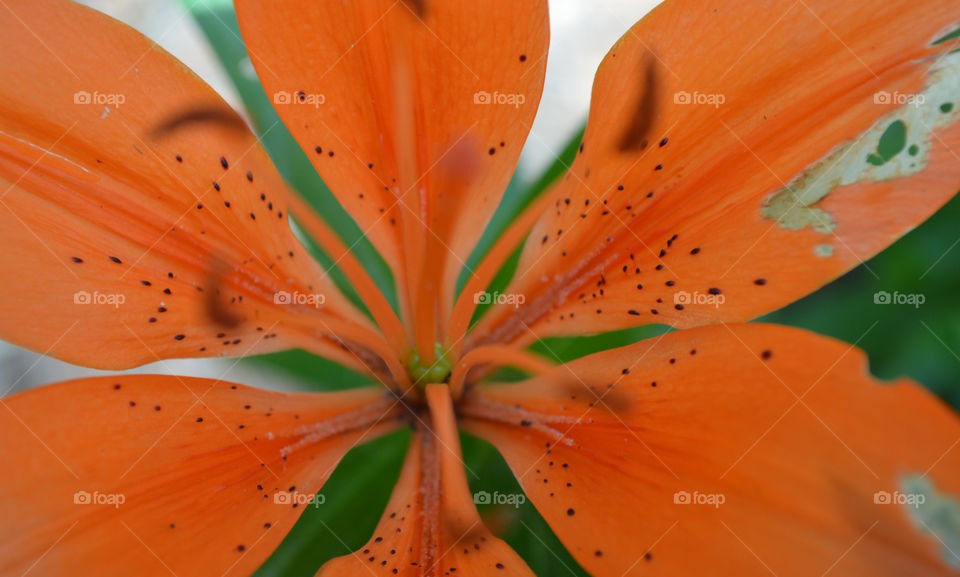 Playing with new camera! My tiger lily 
