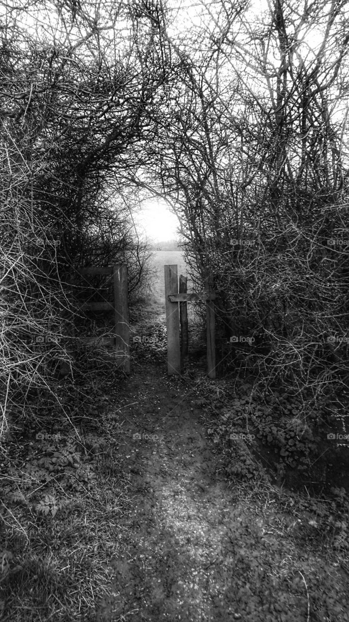 Gateway to wonderland