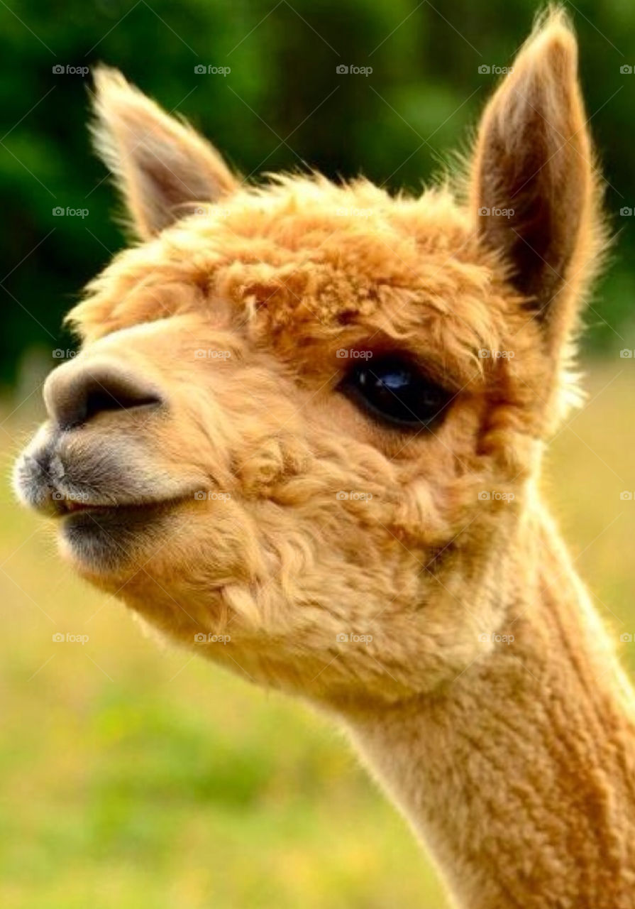 llama