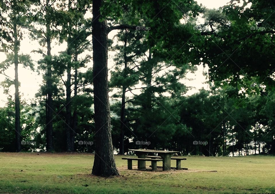 Picnic by the Woods