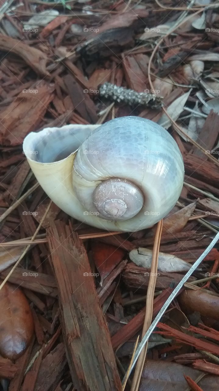 Large Snail Shell