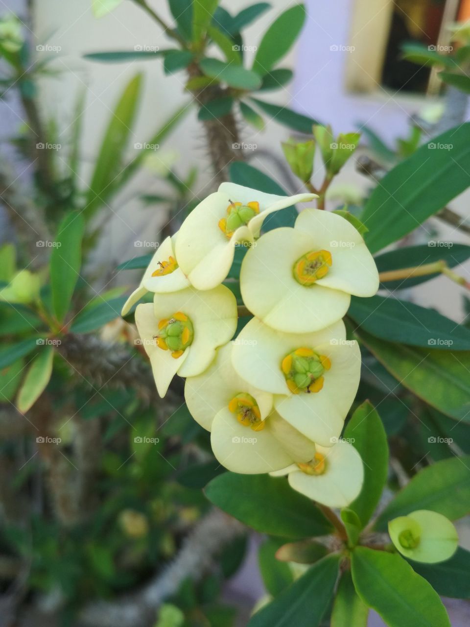 BEAUTIFUL Euphorbia Flower