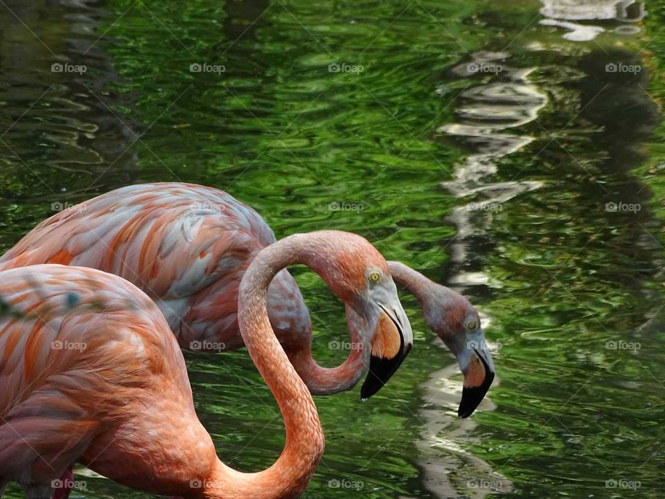 Flamingos