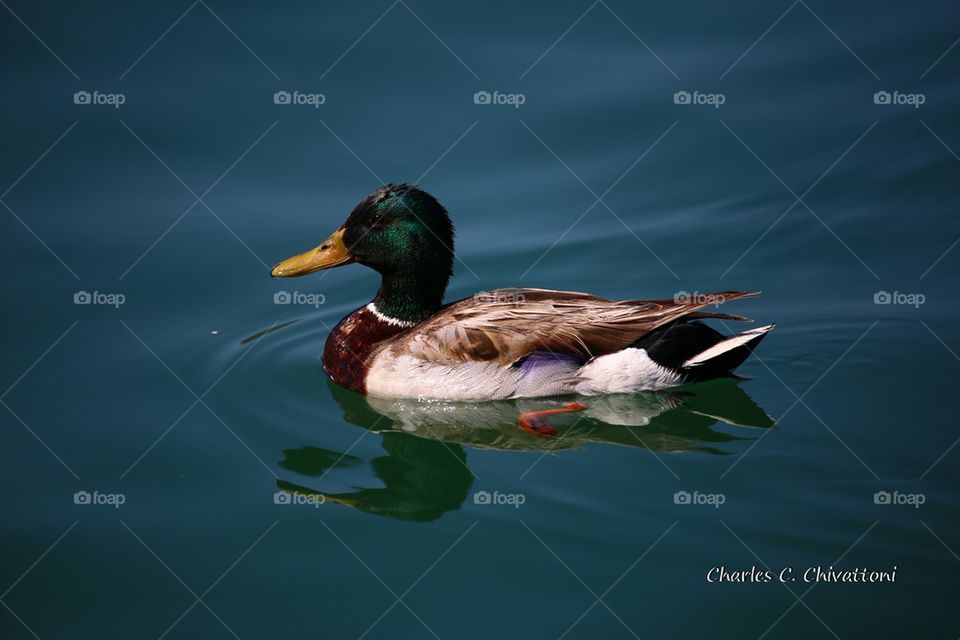 Duck