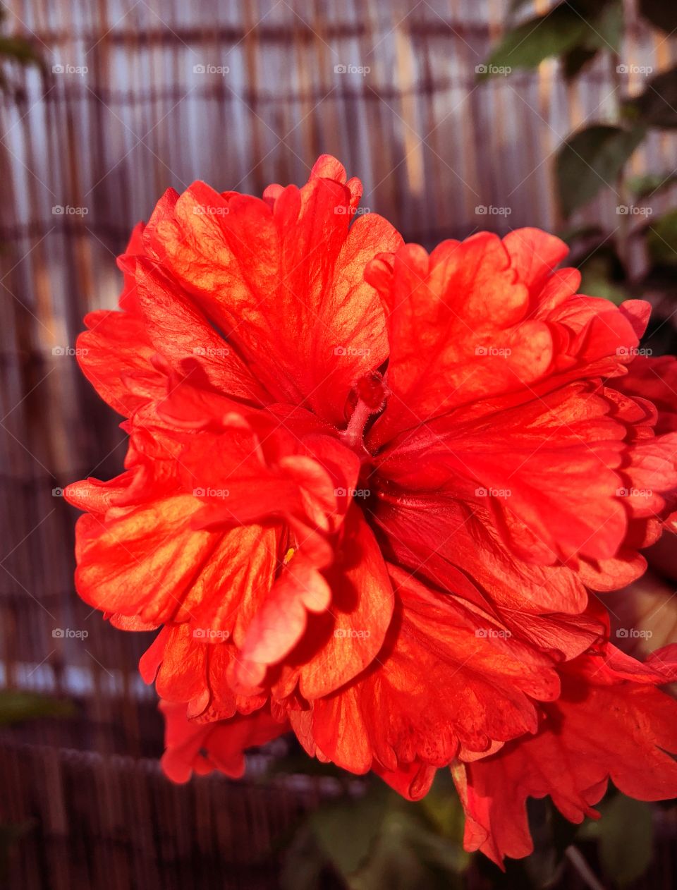Red Firecracker Hibiscus Bloom