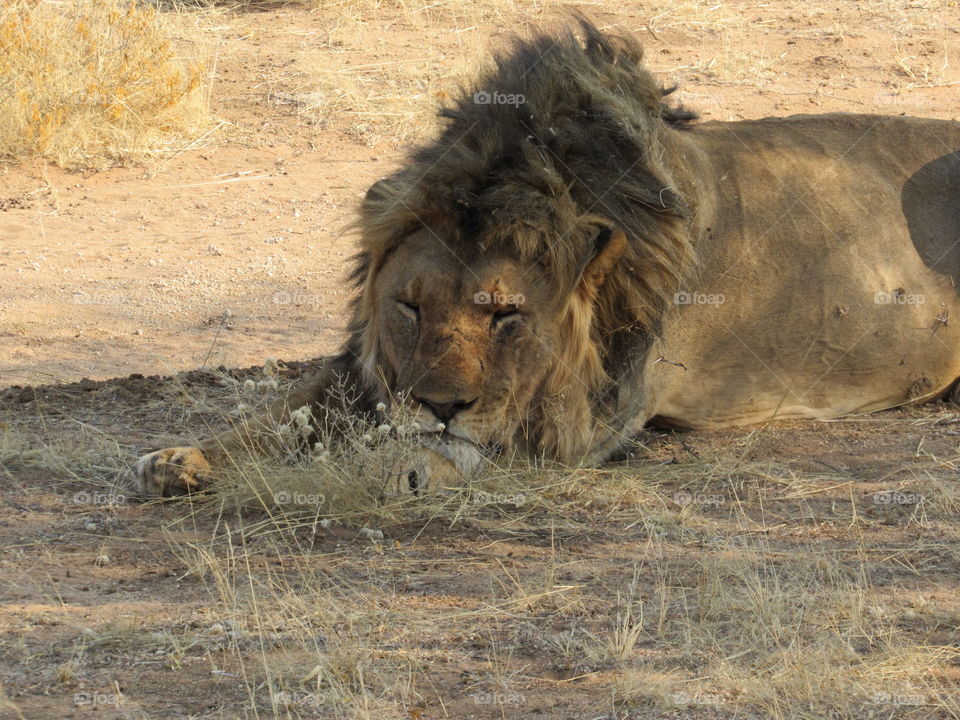 Male lion -Africa