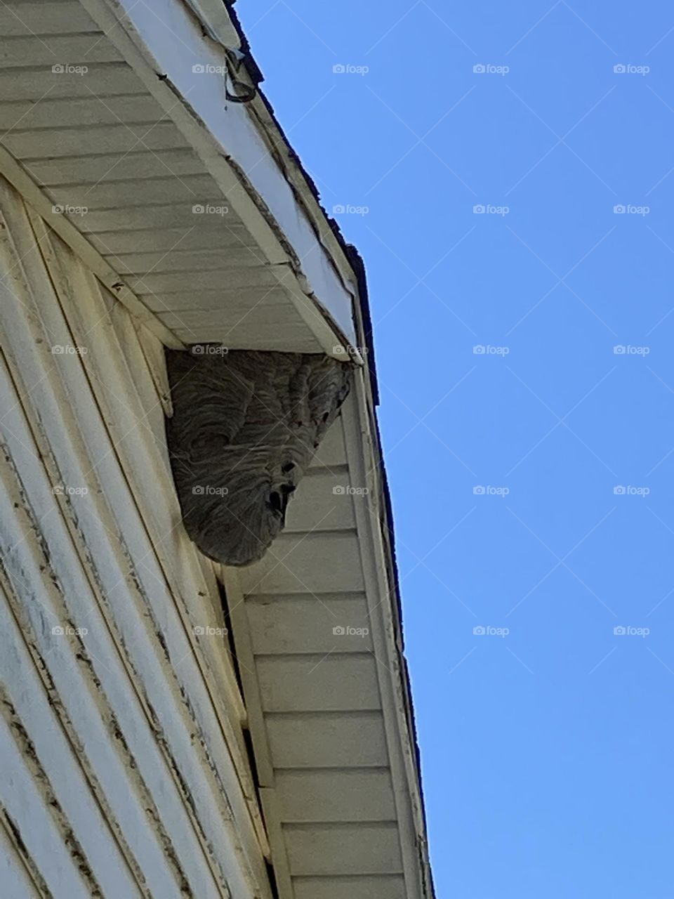 Wasp nest on our garage