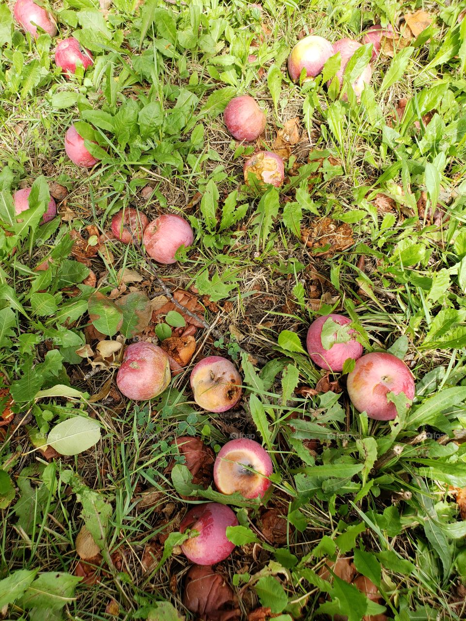 ripe apples on the ground in the grass
