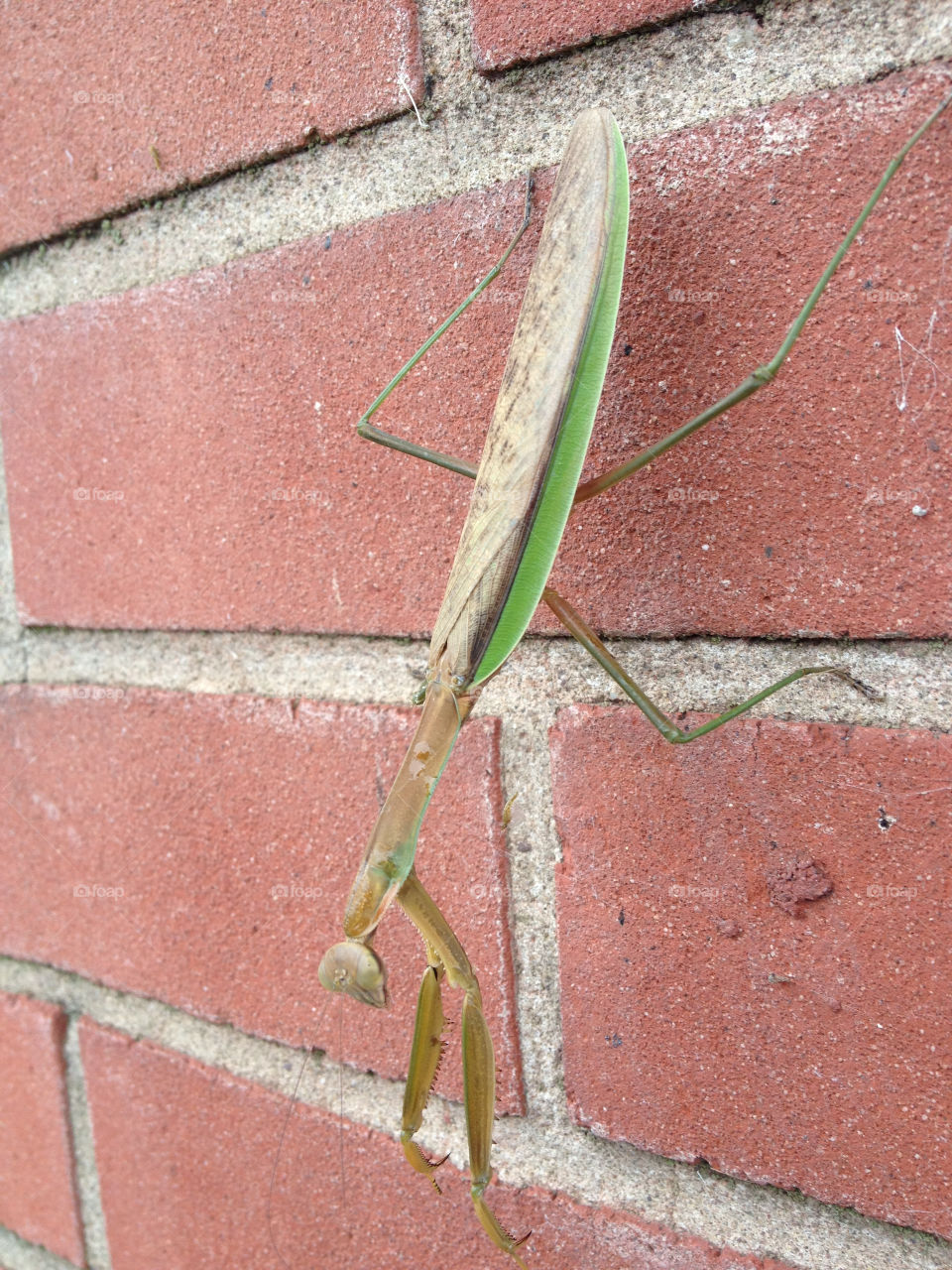 green wall insect brick by 150
