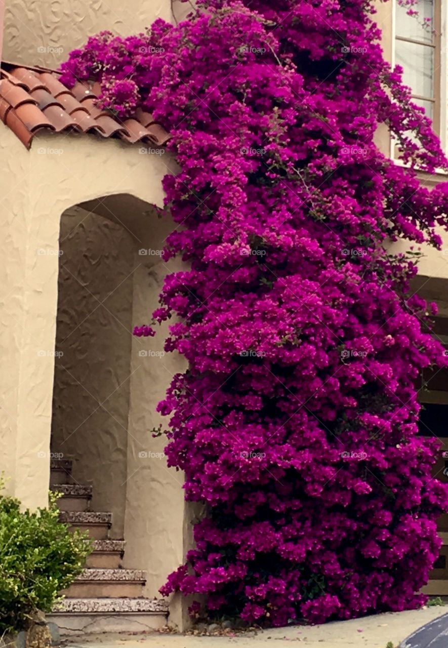 Giant Bougainvilla vine, in full bloom, climbing up the side of a building. 