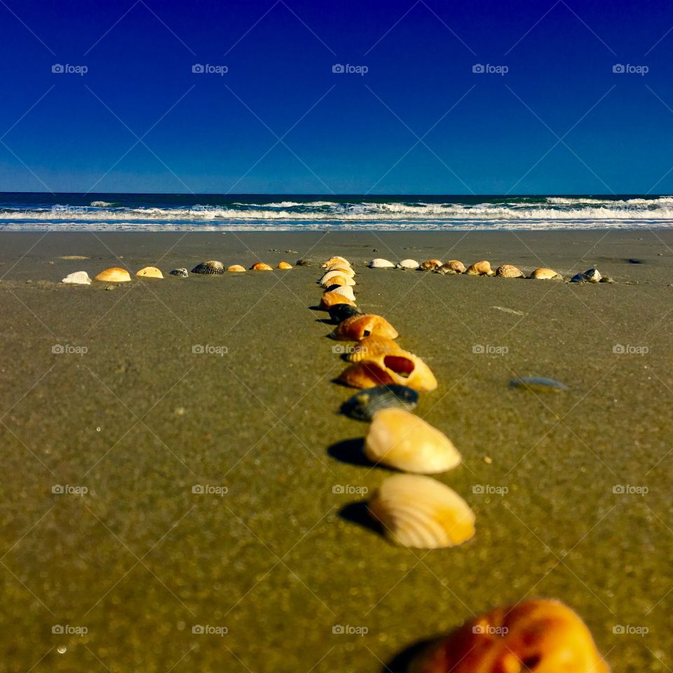 Scenic view of sea shells at beach
