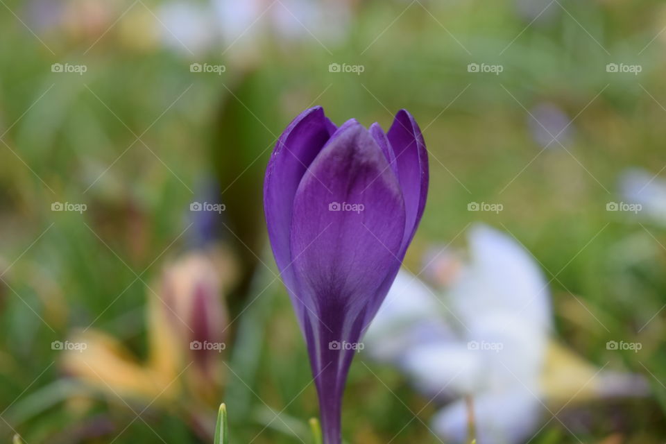 Spring flowers growing at outdoors