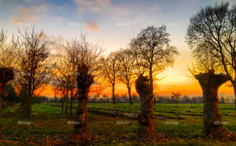 Colorful and dramatic sunrise or sunset sky over a field with a row of willows in wintertime